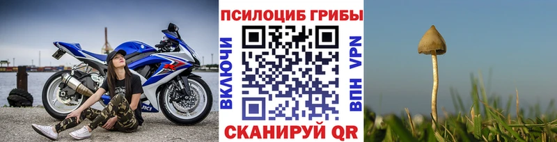 купить наркотик  Шуя  Псилоцибиновые грибы Psilocybe 