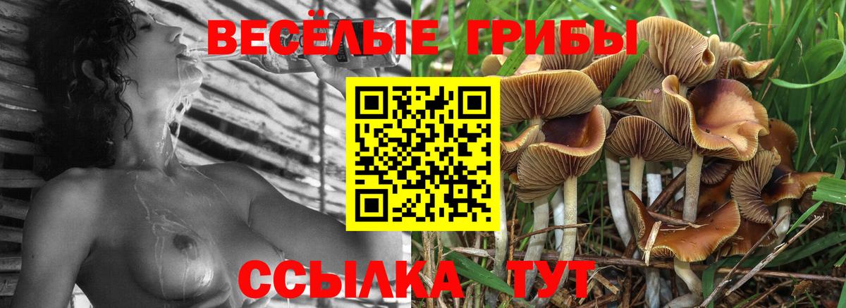 Псилоцибиновые грибы Psilocybe Шуя